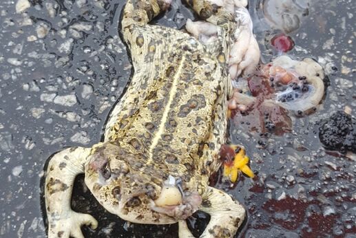 dead toad